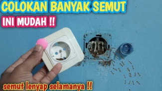 Bikin Semut Kabur Tanpa Obat Serangga! Cuma Modal Kapur, Stop Kontak Jadi Aman Terus