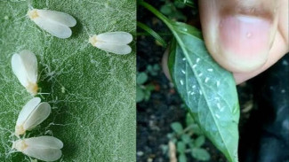 STOP Campur Pestisida! Trik Genius Petani Ini Bikin Tanaman Kebal Penyakit 8 Hari Sekali