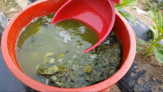 Jangan Buang! Gulma Sangat Bermanfaat untuk Tanaman, Begini Cara Olahnya