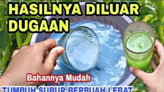 Rahasia Pupuk Alami: Cara Menyuburkan Tanaman Padi dengan Satu Bahan Saja!