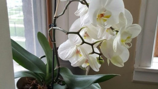 Anggrek Daunnya Busuk & Lembek? Jangan Panik, Ini Dia Cara Selamatkan si Cantik!