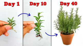 Panen Rosemary Berlipat Ganda! Jurus Jitu Perbanyak Tanaman Rosemary dari Batang, Gampang Banget