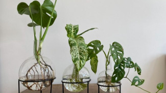 Top 3 Tanaman Hias Indoor yang Bisa Hidup Cuma Modal Air, Rumah Auto Aesthetic!