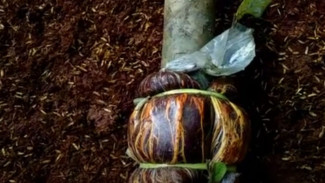 Cuma Pakai Pot, Cara Ini Bikin Pohon Jambu Kristal Cepat Berbuah dan Gak Gede-Gede