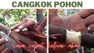 Cara Gila Gandakan Bibit Durian Super Cuma Modal Plastik dan Lidi, Gak Perlu Kebun Luas!