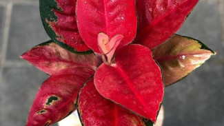 Warna Aglaonema Pucat? Trik Rahasia Bikin Daun Aglaonema Jadi Merah Menyala, Ternyata Gampang Banget!