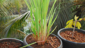 10 Tanaman yang Tidak Disukai Ular: Solusi Alami untuk Cegah Ular Masuk Rumah