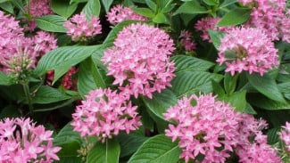 Bunga Pentas Bikin Rumah Auto Cantik, Anti Layu Walau Jarang Dirawat!