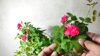 Mawar Mekar Kecil Bikin Panik? Jangan Khawatir! Ada Trik Bikin Bunga Mawar Balik Gede Lagi!