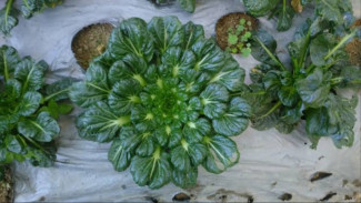 Tips Pindah Tanam Sawi Pagoda Agar Tumbuh Subur, Tanaman Sehat Tanpa Drama!