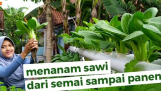 Lebih Mudah dan Murah, Begini Cara Budidaya Sawi Hidroponik dari Semai Hingga Tanam