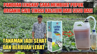 Tanaman Layu Terus? Coba Ramuan Ajaib dari Susu Basi dan Telur, Hasilnya Bikin Takjub!