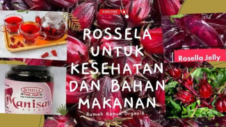 Modal Bibit dan Matahari, Rosella Ini Dipanen Tanpa Pupuk! Hasilnya Jadi Teh Sehat yang Laris