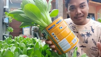 Cuma dari 5 Pohon, Bisa Panen Pakcoy Sebaskom! Gak Perlu Tanah Luas, Modal Kaleng Bekas!