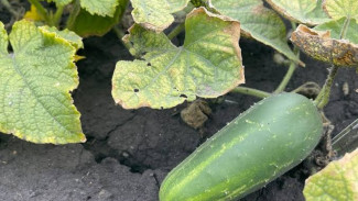 Solusi Atasi Pohon Timun Menguning dan Layu, Kembali Melimpah Kembali Menanti!