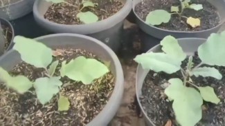 Cuma 7 Langkah! Cara Nanam Terong di Pot Biar Subur dan Panen Gede Meski di Kota