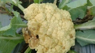 Bunga Kol Rawan Busuk saat Hujan? Ini Cara Semprot Anti Jamur yang Bikin Panen Tetap Aman