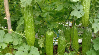 Teknik Rahasia Bikin Pare Berbuah Lebat di Usia 35 Hari, Petani Wajib Tahu Formulanya!