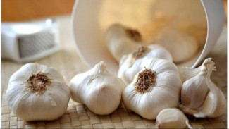 Basmi Semua Nyamuk di Rumah Pakai Bahan Dapur, Sangat Mudah dan Murah!