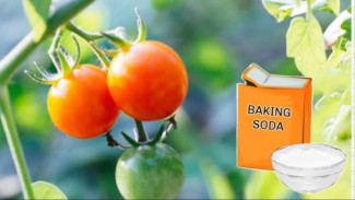 Berikan Soda Kue pada Tanaman Tomat, Hasilnya Mengejutkan
