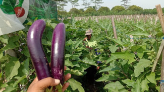 Rahasia Petani Panen Terong Melimpah, Cuma Modal Pupuk Murah yang Dicampur Air 25 Liter