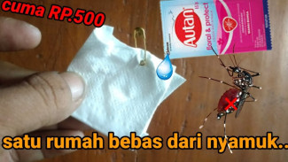 Cuma Modal Rp500 Bisa Usir Nyamuk Satu Rumah, Trik Ini Sederhana tapi Ampuh Bikin Tidur Nyaman
