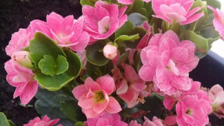 Ternyata Media Tanam Ini Penyebab Bunga Cocor Bebek Sering Mati dan Busuk!