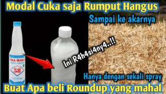Lebih Simpel! Basmi Rumput Liar di Pekarangan Rumah dengan Cuka, Ini Caranya