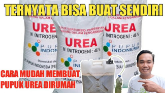 Pupuk Kimia Mahal? Coba Cara Ini Biar Tanaman Subur dengan Ramuan dari Daun Hijau Saja!