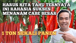 Panen Cabai 1 Ton di Lahan Sempit, Ini Rahasia Daunnya Tetap Segar dan Tebal
