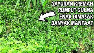 Jangan Anggap Gulma! Sayuran Kremah di Pekarangan Ternyata Punya Manfaat Luar Biasa