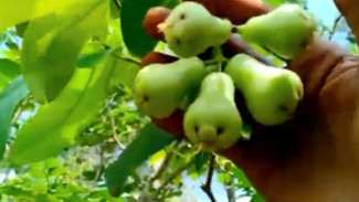 Buah Jambu Air Bisa Sebesar Genggaman Tangan Kalau Pakai Cara Rahasia Ini, Coba Dulu Deh!