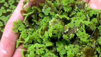 Cara Gampang Bikin Media Cangkok dari Azolla, Bikin Hasil Tanaman Tumbuh Lebih Sehat dan Kuat!