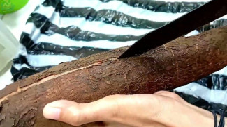 Cara Mengupas Singkong dalam Hitungan Menit, Buat Garis dan Cabut Langsung Lepas!