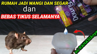 Cuma Pakai Tisu dan Deterjen Saset, Rumah Auto Wangi Segar dan Tikus Langsung Kabur!