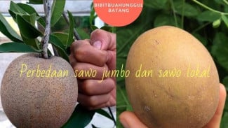 Ternyata Ini Bedanya Sawo Jumbo Vietnam dan Sawo Lokal, Nomor 3 Sering Bikin Salah Paham!