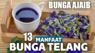 Cantik Tapi Ganas! Bunga Telang Ungu Bisa Lawan Kanker dan Cegah Penuaan Dini, Gini Caranya!