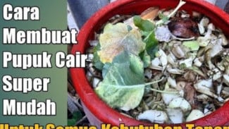 Cuma Modal Sampah Dapur, Bisa Bikin Pupuk Cair Sendiri! Tanaman Subur, Hemat Maksimal