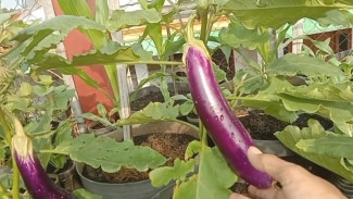 Cuma Punya Pot di Rumah? Begini Cara Bikin Panen Terong Melimpah Tanpa Ribet Sama Sekali!