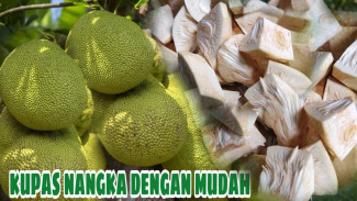 Trik Mengupas Nangka Muda Tanpa Getah Lengket di Tangan, Cuma Butuh Air Mengalir!