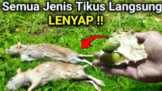 Tikus dan Nyamuk Auto Minggat! Cuma Pakai 3 Bahan Rumahan yang Gak Kepikiran Sebelumnya