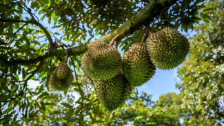 Daripada Nyesal di Musim Kemarau, Petani Ini Bongkar Cara Anti Gagal Tanam Durian di Sawah!