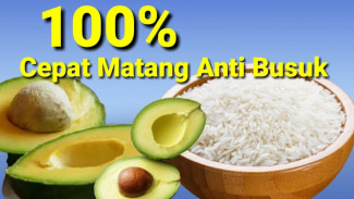 Cara Mematangkan Alpukat Cepat Pakai Beras, Anti Busuk Dijamin Berhasil!