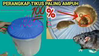 Cuma Pakai Toples Bekas dan Minyak Goreng, Tikus Nyerah Total Gak Bisa Kabur Lagi!