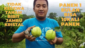 7 Cara Bikin Jambu Kristal Makin Manis dan Mulus, Bisa Petik Tiap 3 Hari!