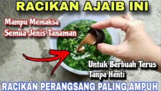 Pupuk Organik Cair Ini Sangat Mudah, Modal Daun Kelor, Ramah Lingkungan dan Super Bermanfaat!