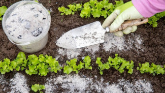 Taburkan Ini! Tanaman Timun Kamu akan Menghasilkan Buah yang Luar Biasa Melimpah