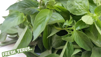 Cukup 3 Langkah! Daun Kemangi Tetap Segar dalam Waktu Lama