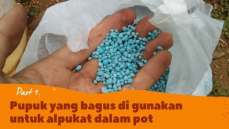 Tabulampot Alpukat Kamu Nggak Pernah Berbuah? Ini Penyebab dan Cara Biar Makin Subur