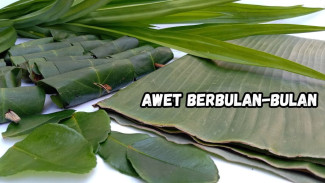 Ingin Menyimpan Daun Salam, Daun Jeruk, dan Pandan sampai Berbulan-bulan? Caranya Mudah Banget!